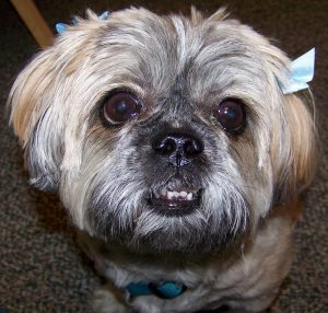 Dla kogo shih tzu